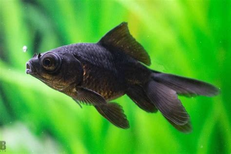 black more fish